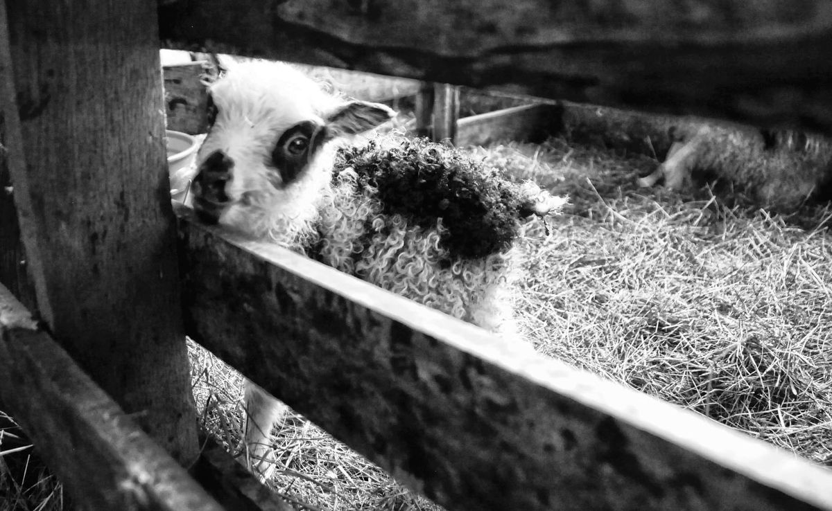 A SURE SIGN OF SPRING.