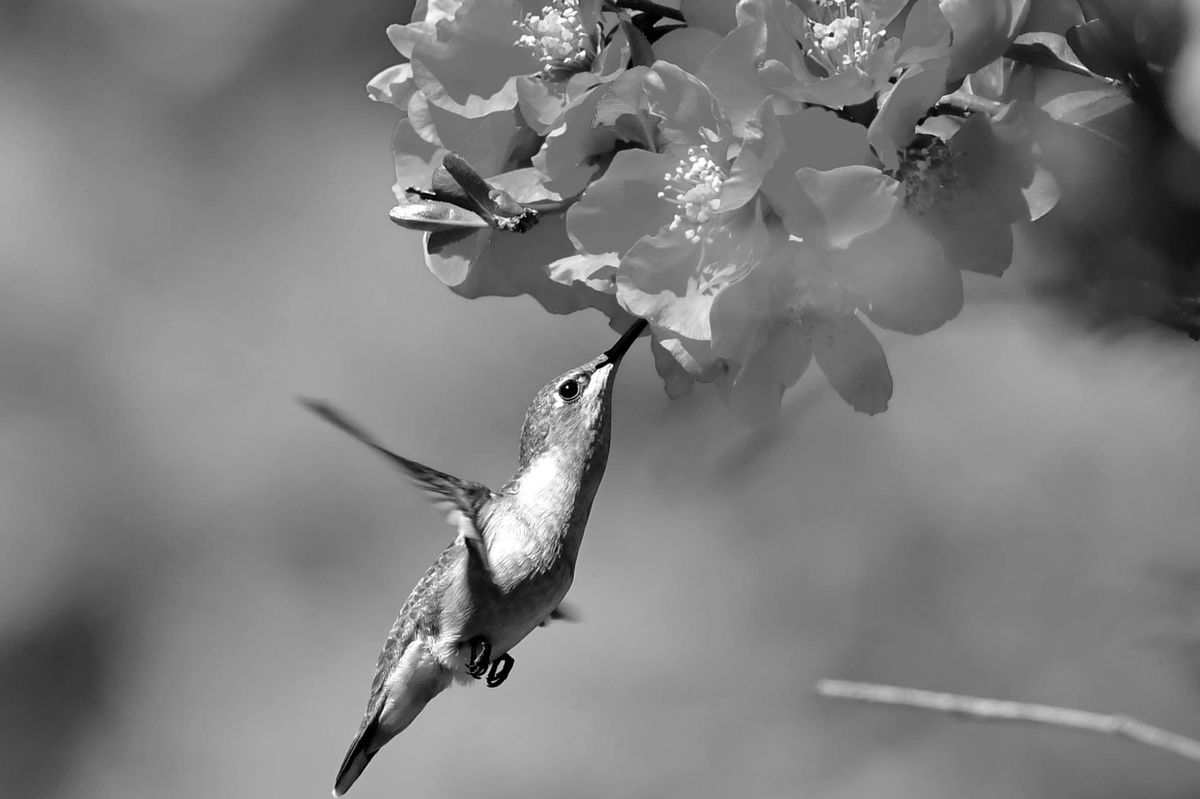 A HUMMINGBIRD