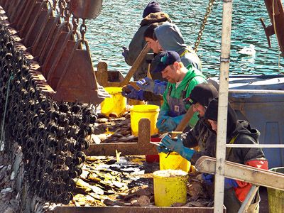 BUSY SHUCKING SCALLOPS are the crew of Dixon's 45 of Campobello Island. (Chessie Crowe Gartmayer photo)