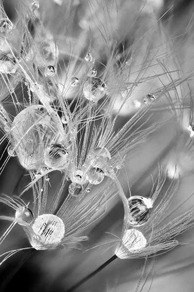 SUN AND RAIN. Water droplets on dandelion seeds. (Chessie Crowe Gartmayer photo)