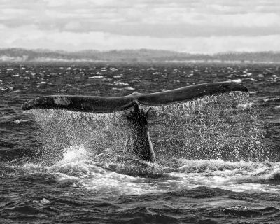 PREPARING to dive near Campobello Island is a right whale. Many whales are now being seen in the area. (Don Dunbar photo)
