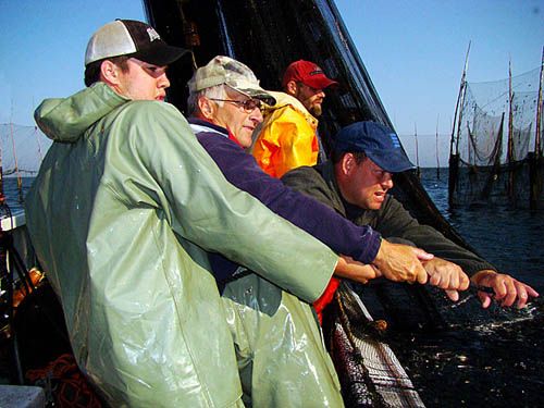 HAULING A SEINE NET at the Man O' War weir near Head Harbour, Campobello, are Tyler Anthony, Kenneth Fitzsimmons, Jamie Estabrooks and Jodi Matthews. Chessie Johnson photo, copyright 2007