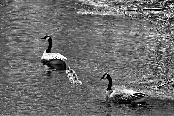 SWIMMING INTO SPRING with their Canada goose parents, these four goslings paddle out on Round Pond in Charlotte. (Eileen Clark photo)
