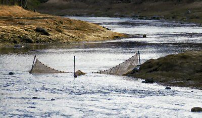 ELVER FYKE NETS can now be spotted in many Downeast rivers, including the Pennamaquan River in Pembroke. Fishermen have been receiving about $1,800 a pound for the glass eels. (Edward French