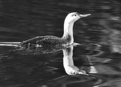 FLOATING on quiet waters in Perry is a red-throated loon. (Don Dunbar photo)