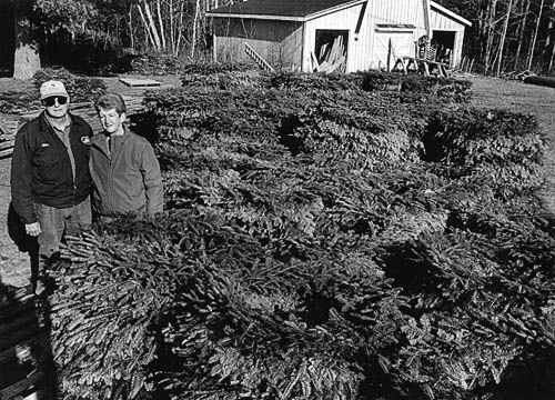 SURROUNDED by fragrant stacks of balsam fir wreaths are Alden and Donna Mingo, owners of Mingo's Evergreen Products in Red Beach. (Edward French photo)