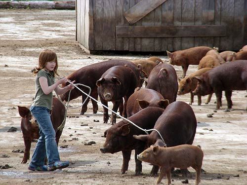 ROUND UP TIME. Future farmer Zoie Zanoni, 8, lassos a Tamworth pig on her family's Olde Sow Farm in Lubec. The certified organic farm is hosting an open house on Saturday, June 23. (Chessie 
