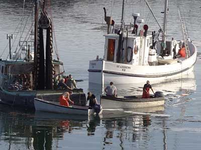 WORKING together seining herring in Curry Cove on Campobello, as the sardine carrier Senator Neil loads the catch, are family and friends of Marvin Mitchell. (Chessie Crowe Gartmayer photo)