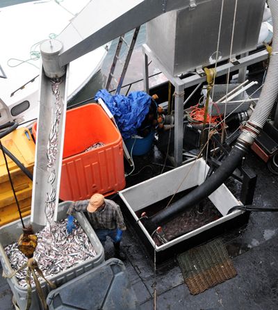 PUMPING OUT HERRING at the Eastport Fish Pier from the hold of the carrier Jenny Rose, owned by Earl Small, is his brother Gary. The fish were caught off Eastport by Earl Small’s purse seine