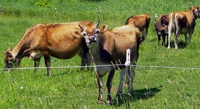 OUTSTANDING IN HER FIELD