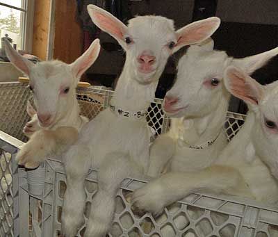 JUST KIDDING AROUND, youngsters at the Gardenside Farm in Jonesboro await lunch in their playpen. (Chessie Crowe photo)