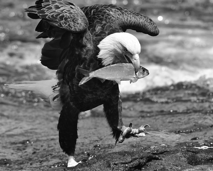 AN EAGLE CARRIES AN ALEWIFE after catching it from a river in Perry on May 24. (Don Dunbar photo)