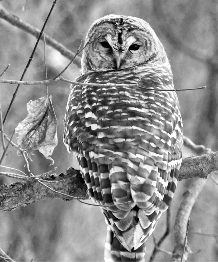 DURING THE CALM between winter storms, a barred owl rests on a branch in the forest Downeast, where numerous trees have fallen. The January 10 storm packed winds of up to 70 mph and caused s