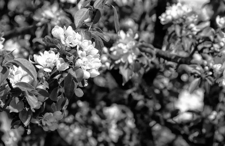APPLE BLOSSOMS bloom in the sun on a May afternoon in Eastport. (Edward French photo)
