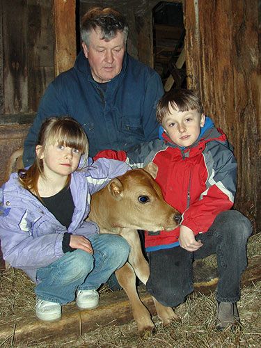 IT'S SPRINGTIME on the farm. Paul Olson of Lubec helps grandchildren Jaelyn Matthews, 6, and Alex Matthews, 7, wrangle their newborn Jersey calf named Sport. (Chessie Johnson photo)