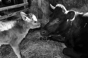 IN WITH THE NEW WITH A MOO. One of the last to arrive in 2008, this new calf, shown with its mother, was born at David and Andrea Kendall's farm in Perry on December 30. The animal was named