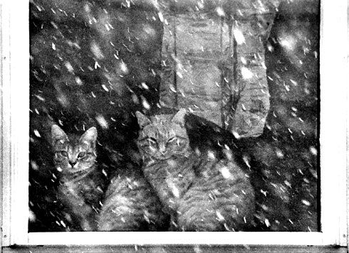 THE WEATHER OUTSIDE IS FRIGHTFUL, and these two cats, Daisy and Meatball, don't seem to mind watching the snow fall from inside their warm Eastport home. (Edward French photo) THE WEATHER OU