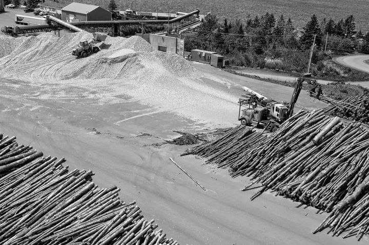 CHIPPING logs at the Port of Eastport's bulk storage yard for a test of the port authority's shipboard heat-treating phytosanitation equipment in mid-August is a crew from H.C. Haynes Inc. o