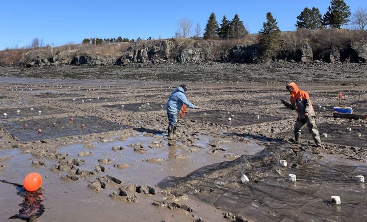 World’s largest clam garden ready for first harvesting
