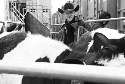 TEXAN BENNETT MADDOX helps herd cows into containers at the port of Eastport in the rain. He is among the cowboys working for Sexing Technologies who ride aboard ship to care for the pregnan