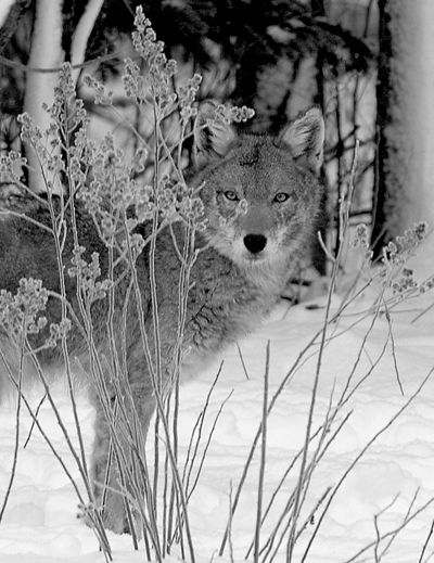 A COYOTE looks around frost-covered branches in Perry on a cold winter morning. (Don Dunbar photo)