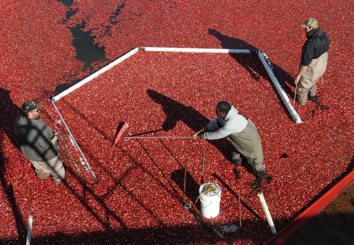 IN A SEA OF CRANBERRIES being harvested at Mingo's Products in Red Beach are workers Adam Casey, Donovan Palmer and Brandon Stevens. See article about the cranberry harvest this year in this