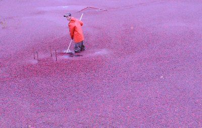 RAKING IN a sea of cranberries is Scott Lursen at Mingo's cranberry bogs in Red Beach. (Edward French photo)
