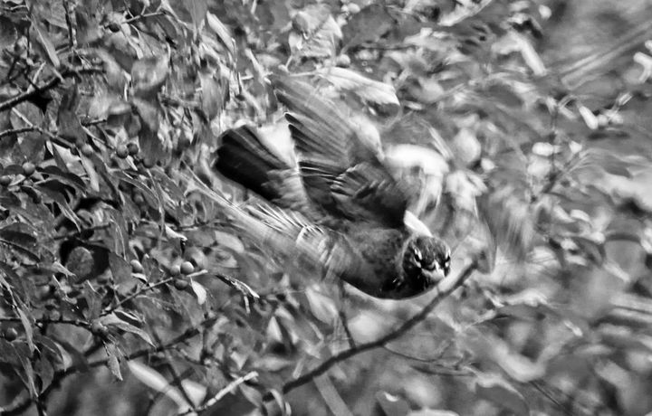 GATHERING FRUIT ON THE WING is this robin, as it flies away from a common winterberry bush where a large number of robins were feasting on October 25. (Eileen Clark photo)