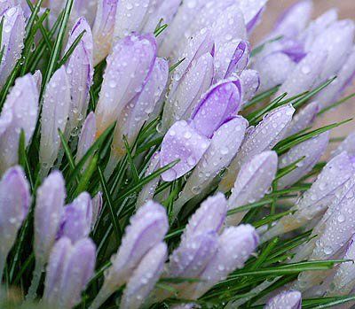 UP SPRINGS the crocus in yellow and blue from the cool ground. (Chessie Crowe Gartmayer photo)