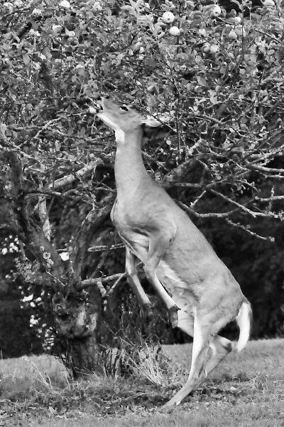 ENJOYING HER OWN THANKSGIVING FEAST, this thankful deer was spotted picking apples in Eastport recently. (Don Dunbar photo)