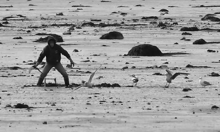 DIGGING CLAMS as seagulls watch in Carrying Place Cove in Eastport on February 28 is Howard Calder. (Don Dunbar photo)