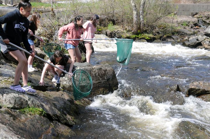 DIPPING ALEWIVES at the lower dam on the Pennamaquan River are students from Sipayik and Indian Township elementary schools on May 7. The Sipayik Environmental Department and the Passamaquod