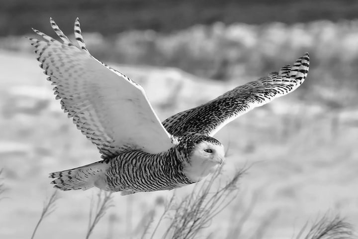 A SNOWY OWL flies across the sweetgrass field at Pleasant Point on February 1. It stayed around for two days, giving many people their first sighting of the large, white Arctic owl. (Don Dun