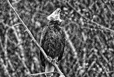 "LIFE ISN’T ABOUT WAITING for the storm to pass. It’s about learning how to dance in the rain" – Vivian Greene. An eagle shakes the water off his head as he sits in the rain on April 2 in Pe