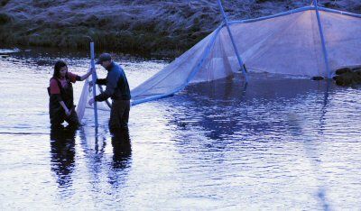 WORKING ON THEIR FYKE NET on the Pennamaquan River in Pembroke are tribal members Natalie and Pos Bassett. The Passamaquoddy Tribe has issued 236 elver fishing licenses this year, and Downea