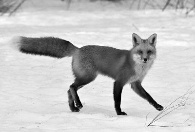 WINTER OUTFOXES SPRINGTIME? Running around in a field in Perry after a recent snowstorm is a red fox. (Don Dunbar photo)