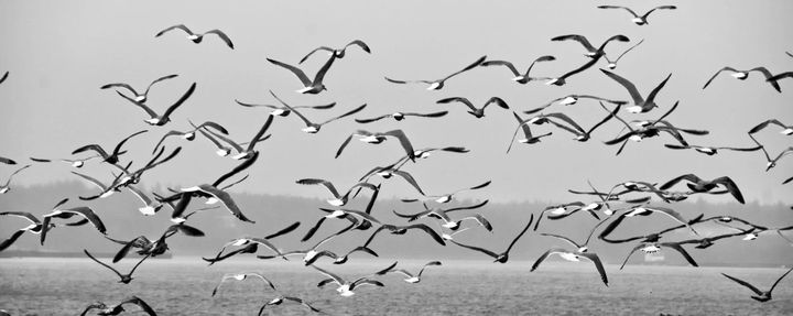 GULLS GATHER, looking for feed, on a winter's day off Eastport. (Edward French photo)