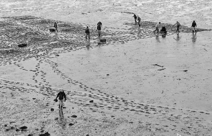 SEEDING JUVENILE CLAMS