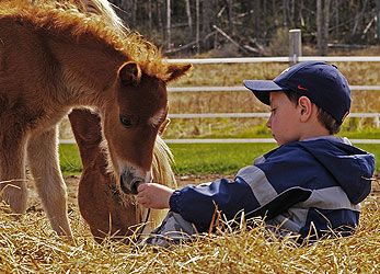 SHARING A WARM SPRINGTIME MOMENT are friends Jake Fredette, 6, and Little Topsy and her filly Sparrow, ponies owned by Jamieson's grandparents, Brenda and Richard Ferrar of Eastwind Farm in 