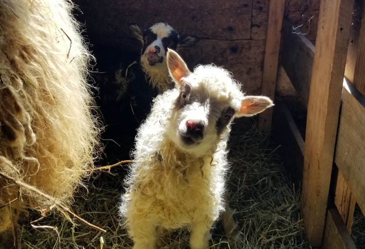 HERE'S LOOKING AT YOU, KID! Lambs were born on Sunday, March 31, at Shofar Farms in Perry, including Blossom's twins, a boy and girl named Lad and Lady. (Josiah Guiltner photo)