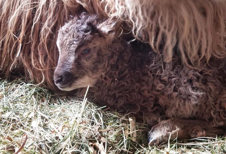 PEPPER is one of eight newborn lambs at Shofar Farms in Perry so far this spring, with a total of 12 expected. The farm raises Icelandic sheep, which are one of the oldest breeds, descended 
