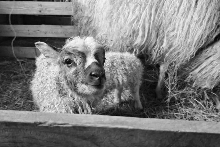 A SURE SIGN OF SPRING