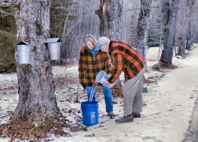 SUGARING-OFF TIME. Pouring sap along the bucket-lined path at Maple Lane Sugary in Robbinston are Mary Ann Duvall and her father, Roy Comstock. (Edward French photo)