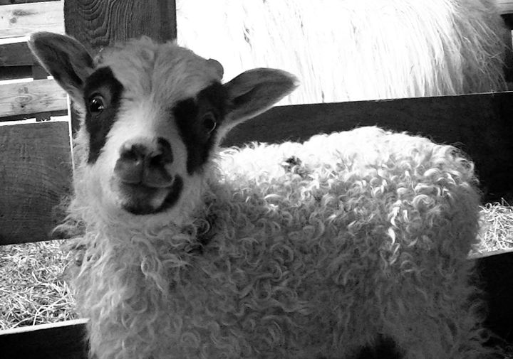 THE FIRST LAMBS OF THE SEASON were recently born at Shofar Farm in Perry. This lamb, named Lewis, is a twin to Clark. (Dawn Guiltner photo)