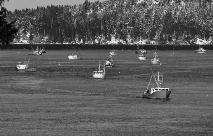 SCALLOP DRAGGERS hit Johnson's Cove in Eastport hard on January 31, following the closure of Cobscook Bay to scallop fishing. See this issue for an article about the scallop season. (Don Dun
