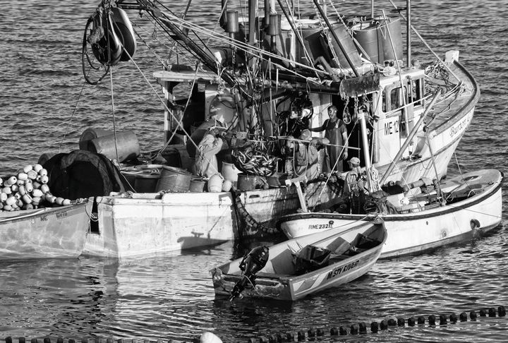 BRAILING MACKEREL into barrels from a stop seine near Shackford's Cove, Eastport, on September 4 are crews from Miss Meliss Enterprise, owned by Earl Small, and the purse seiner Burton G., r