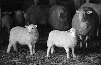 THESE LAMBS are a sign of spring at Chris Guida's farm in Edmunds. (Edward French photo)