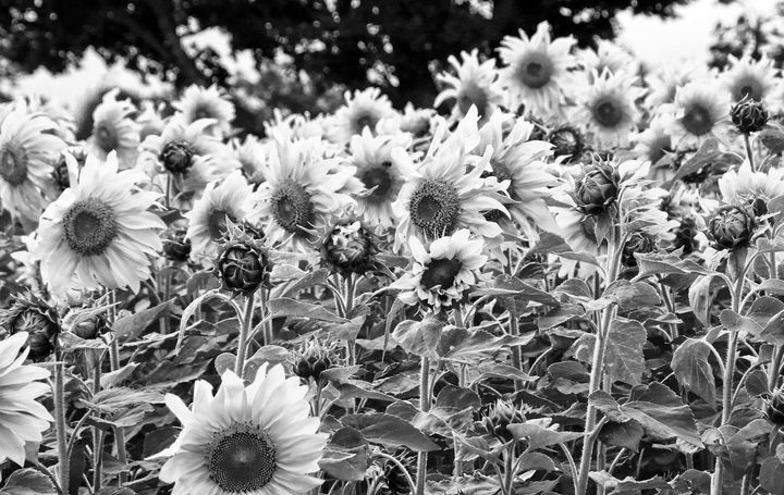 VIBRANT SUNFLOWERS dance in the breeze and brighten spirits at the state park at Gleason's Cove, Perry. The sunflowers were planted by Scott MacNichol. (Edward French photo)