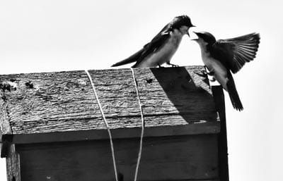 A LITTLE DISAGREEMENT