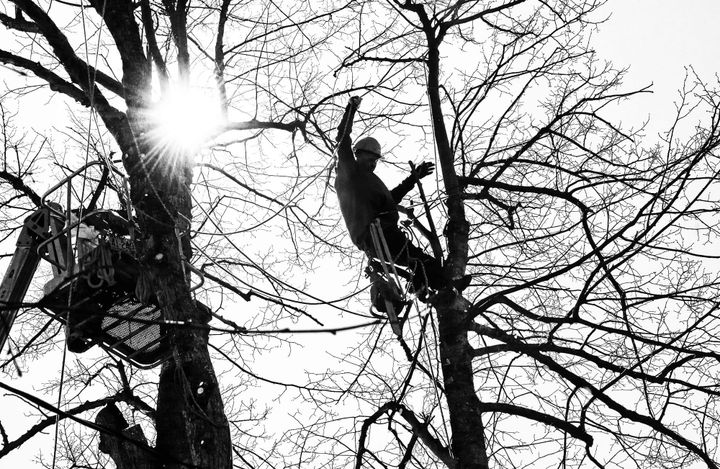 HIGH UP IN A TREE, Joseph Comeau Jr., who works for his father's licensed arborist service out of Robbinston, takes down a historic linden on Hayes Avenue in Eastport on April 22. The tree, 